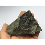 Těžítko s trilobitem